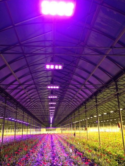 CIDLY 200w 300w 400w 600w hans panel led grow light full spectrum Veg and Flower High par