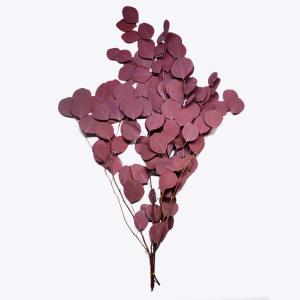 Wholesale Decor Wedding Ornament Preserved Foliage With Round Leaves Green Plants from china suppliers