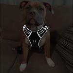 Comfortable Nylon Dog Harness , Reflective Oxford Soft Dog Harness Vest