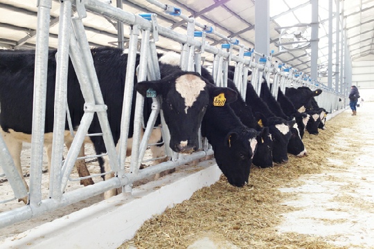 Customized Stainless Steel Farm Poultry Feeding And Livestock Equipments For Standards
