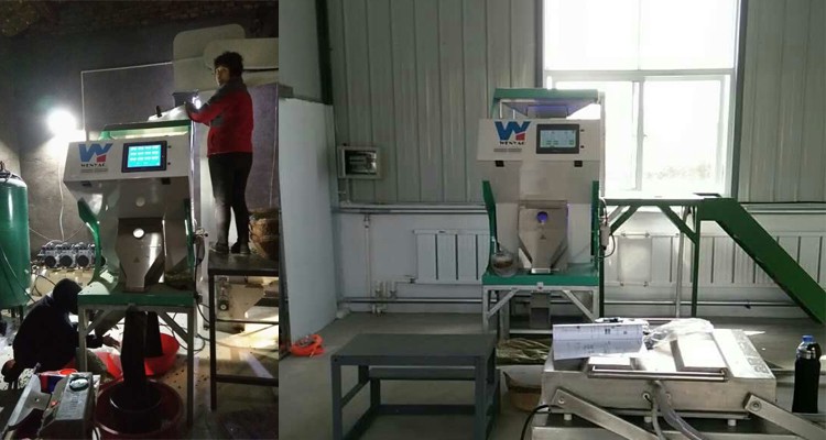 100-900KG/H Sort Machine Color for Macadamia Nut Wanlut Hazelnut