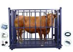 LED Portable Cow Weight Machine , 1000Kg Portable Animal Scales