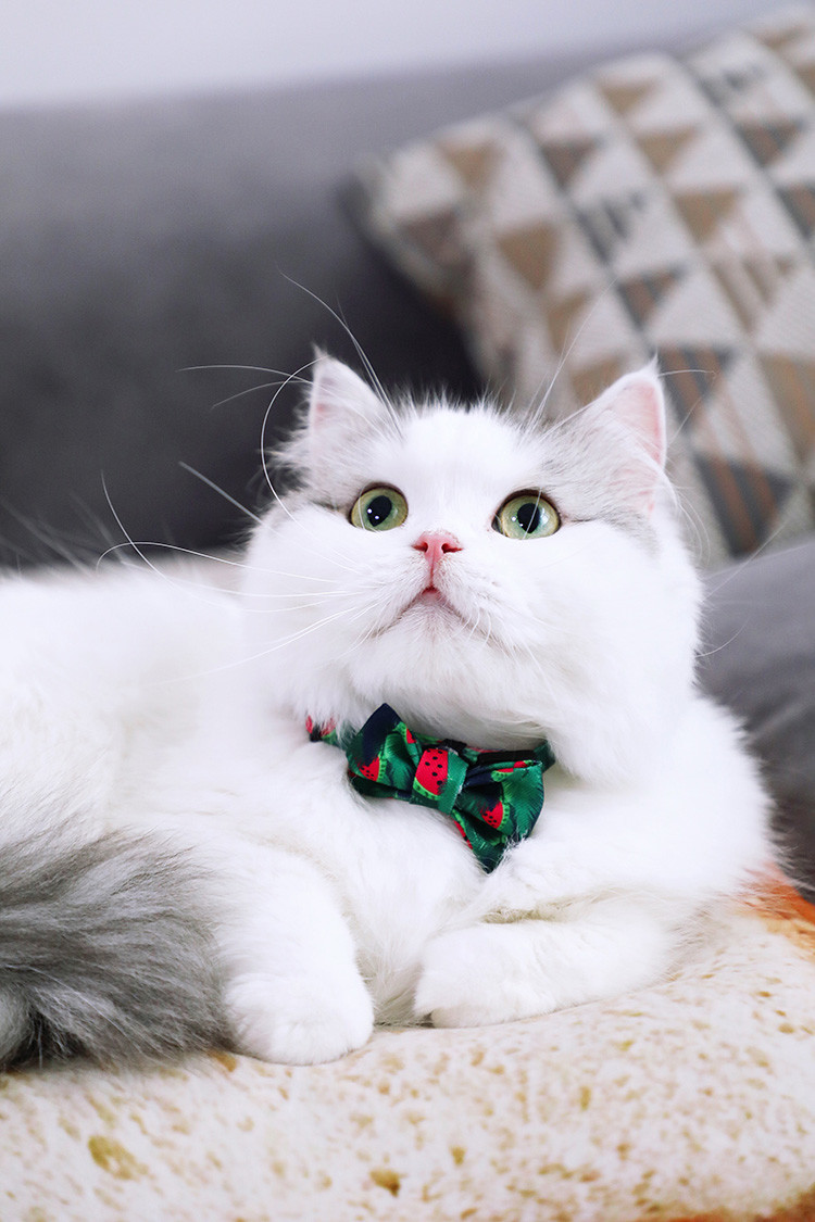 3.94in 10cm Red Rainbow Dog Bowtie Plaid Dog Collar With Bow