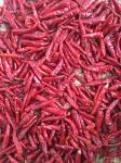 High Spicy Stemless Dried Red Chilli Peppers Halal Approved