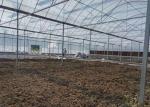 Fruits Irrigation Tunnel Multi Span Plastic Film Greenhouse