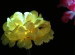 LED Simulation Carnation Lights Park Lawn, Beautiful Display, Decorative