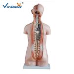 Professional Human Torso Model 85cm Sexless Torso 20 Parts For Simulation