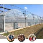 Hot Sale Poly Tunnel Agricultural Multi-span Plastic Film Blueberry Greenhouse