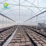 Agricultural UV Resistant Film Poly Tunnel Tomato Greenhouse For Flowers Plant