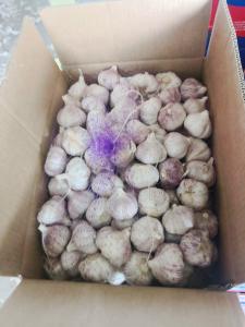 Wholesale 5.5cm Normal White Natural Fresh Garlic Reducing Bacteria from china suppliers