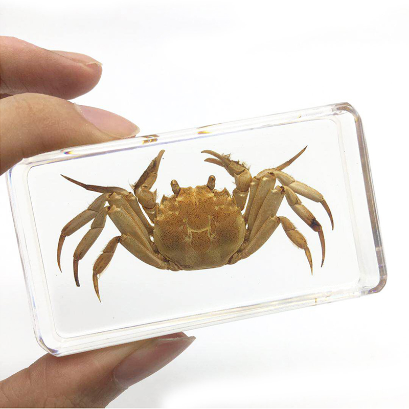 Cubic acrylic resin paper weight with insect and flowers inside acrylic paperweight