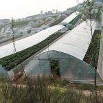 Hydroponic System Tomato Farming Plastic Film Greenhouse 3-5m