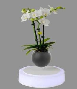Wholesale new rotating led light magnetic floating levitate bottom air bonsai pot tree from china suppliers