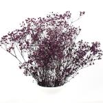 Eternal Beautiful Dried Flowers Baby Breath For Celebration Activities