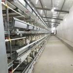 Hot Dipped Galvanized H Type Poultry Cage , Running Feeder Chicken Wire Cage