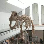 Indoor Dinosaur Skeleton Replica Youth Age 12 Months Warranty