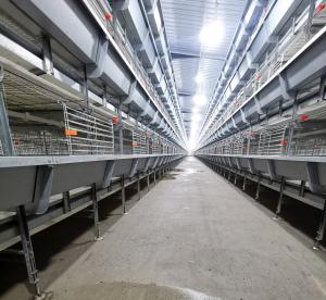 Wholesale 160 Birds / Set Full Automatic Battery Cage System Poultry Farming Equipment from china suppliers