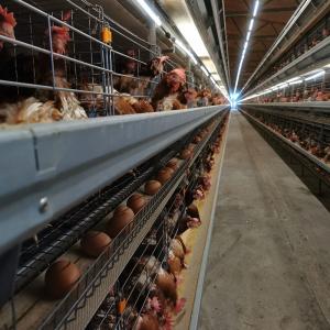Wholesale 3 4 Tiers H Type Layer Chicken Cage from china suppliers