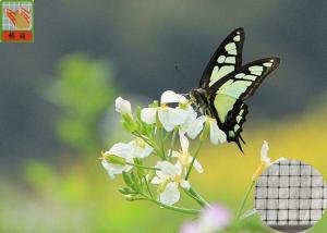 Wholesale Anti - Butterfly Garden Mesh Netting For Protect Crops And Vegetables 40g/Sqm from china suppliers
