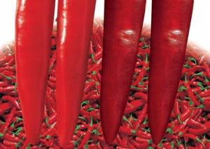 Wholesale Dried Red Jinta Chilli 8000SHU Stick Shape Guajillo Pepper KOSHER from china suppliers