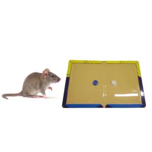 Wholesale Non Toxic Harmless Super Sticky Mouse Trap Board Catch Rat Home Kitchen Restaurant from china suppliers