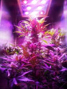 Wholesale Led Grow Lights from china suppliers