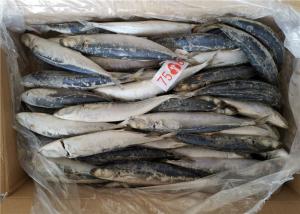Wholesale 1kg Small Eye Horse Mackerel Bulk Fresh Frozen Fishing Bait from china suppliers