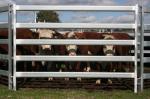 Used Cattle Yards For Sale Permanent Yards Heavy Duty Cattle Panels Slide Panel